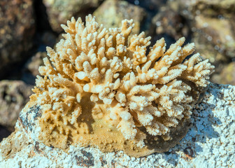 Coral on the stone