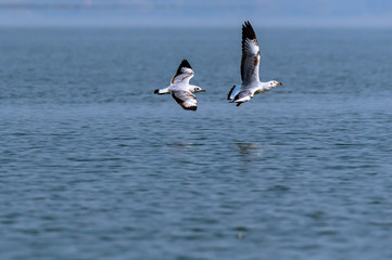 Brown-headed sea gull in hot pursuit for a fish-catch flying over a lake
