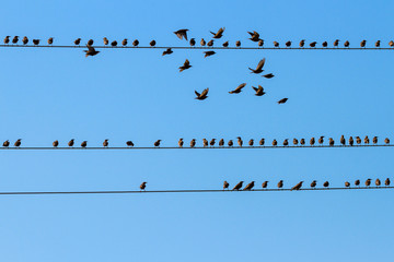 Birds on a wire.