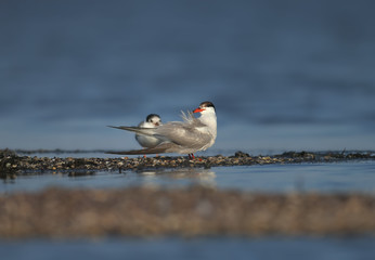 River tern with a chick photographed in soft morning light on the banks of the estuary