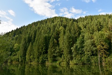 Landscape of a green trees forest near the lake.