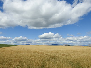 Obraz premium Field in culture at Orléan Island