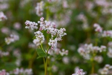 Obraz premium Buckwheat on a field.
