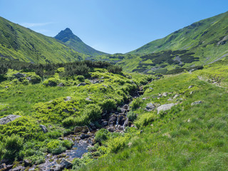 Fototapeta na wymiar Beautiful mountain stream cascade flows between lush green fern leaves and yellow flowers, spruce tree forest and green moutain peaks in background. Western Tatras mountains, Rohace Slovakia, summer