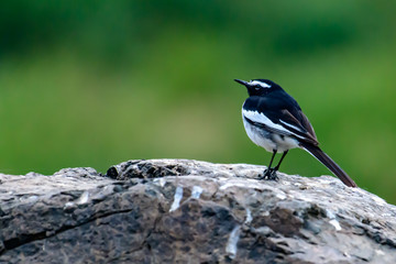 White-browed wagtail of Indian sub-continent