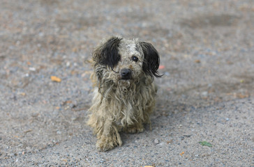 Fototapeta premium old dirty stray dog mongrel