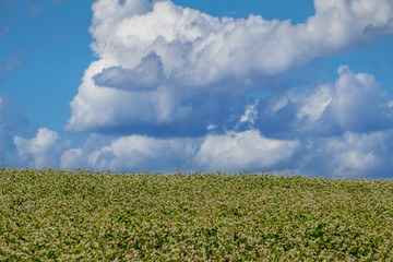 Buckwheat on a field.