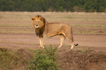 Male lion standing in the Masai Mara savannah