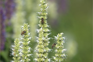 Nektar für Insekten