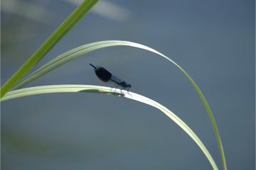 Gebänderte Königslibelle