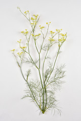 fleurs jaunes de fenouil plante aromatique