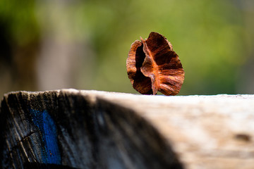 Dried leaf resting on wooden log in indian forest 