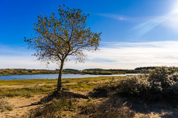 Fototapeta na wymiar tree on shore dune lake