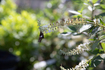Butterfly on Butterfly Bush