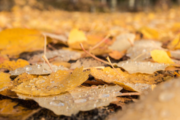 Autumn leaves on the ground in the forest - Sweden