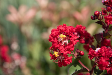Crape Myrtle