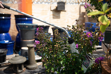 Watering Shrubs