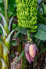Fototapeta na wymiar Flower of fruit on a banana plant