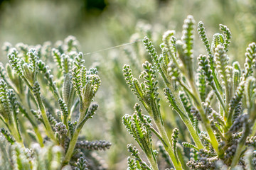 April Santolina chamaecyparissus or cotton lavender stems background with spider silk fiber in the village of Krum, Southern Bulgaria