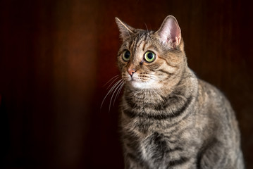 Close-up, portrait of a sitting cat with green eyes on a brown background