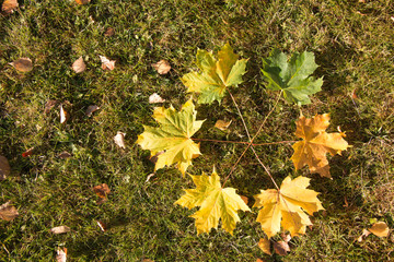 Autumn leaves on the ground in the forest - Sweden