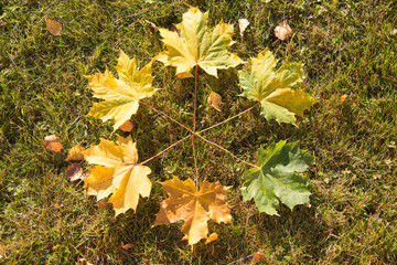 Autumn leaves on the ground in the forest - Sweden
