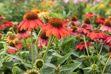 Echinacea