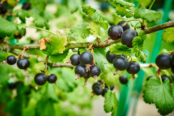 Branch of black currant in the garden
