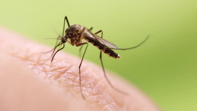 Aedes aegypti Mosquito. Close up a Mosquito sucking human blood,