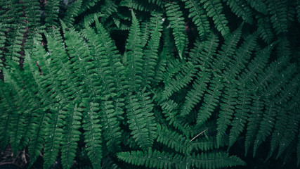 Green leaves pattern background, Natural background