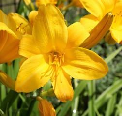 A close view of the bright yellow color flower in the garden