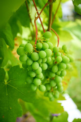 Ripe grapes on branch with leaves in wine region