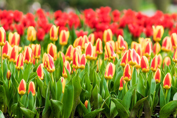 Colorful tulips in the spring in the garden