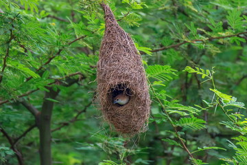 Indian Silver bill sitting in a nest