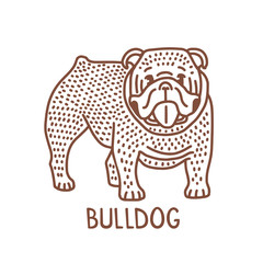 Isolated Bulldog in Hand Drawn Doodle Style