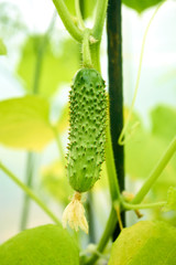 In the greenhouse grows a young cucumber