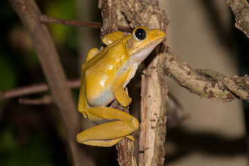 frogs of sri lanka