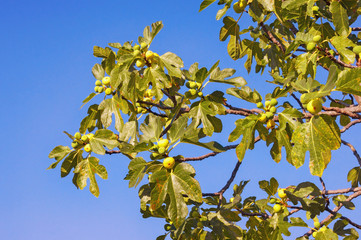 Autumn. Branches of  fig tree ( Ficus carica ) with leaves and fruits against blue sky