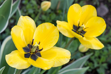 Fototapeta premium Two yellow tulips closeup