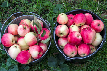 Buckets with red apples