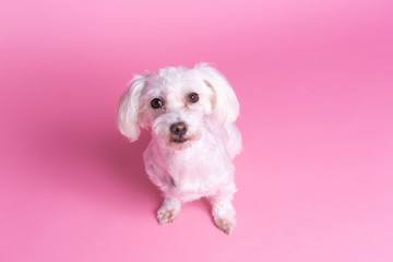 Beautiful Maltese dog sitting, short coat, top view, pink background