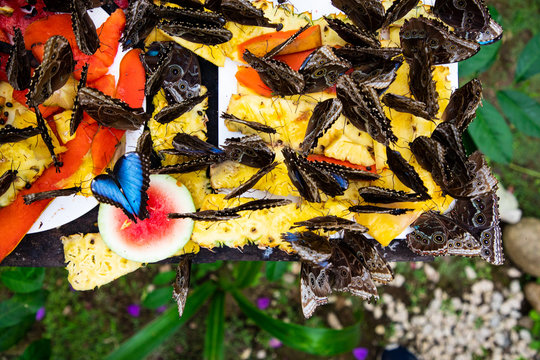 Image from Morpho butterflies in Costa Rica around a pineapple