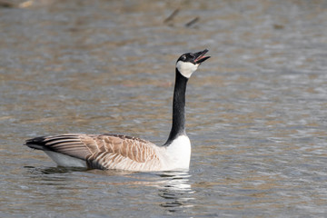 Canada goose is swimming and screaming on a lake