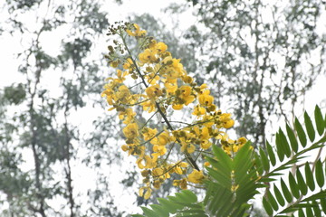 Yellow flowers on tree