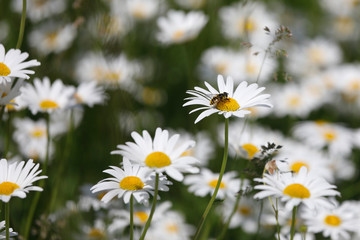 Weiße Wiesen-Margeriten und Insekten wie Bienen im Sommer auf Blumenwiese