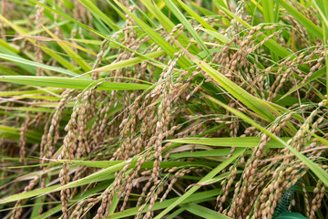 収穫まぢかの稲穂　早生品種