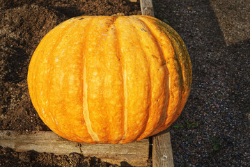 Pumpkin in a garden on sunny day in autumn