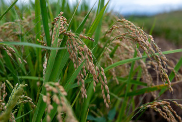 収穫まぢかの稲穂　早生品種