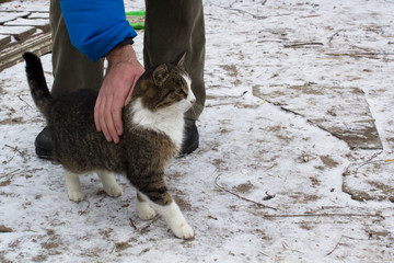 Street homeless cat in winter street. Human care.