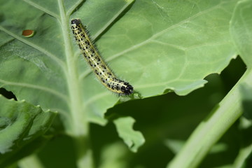 Caterpillar 